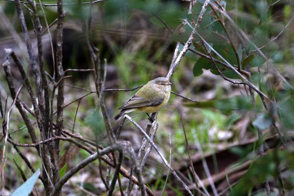thornbill bird sitting on branch
