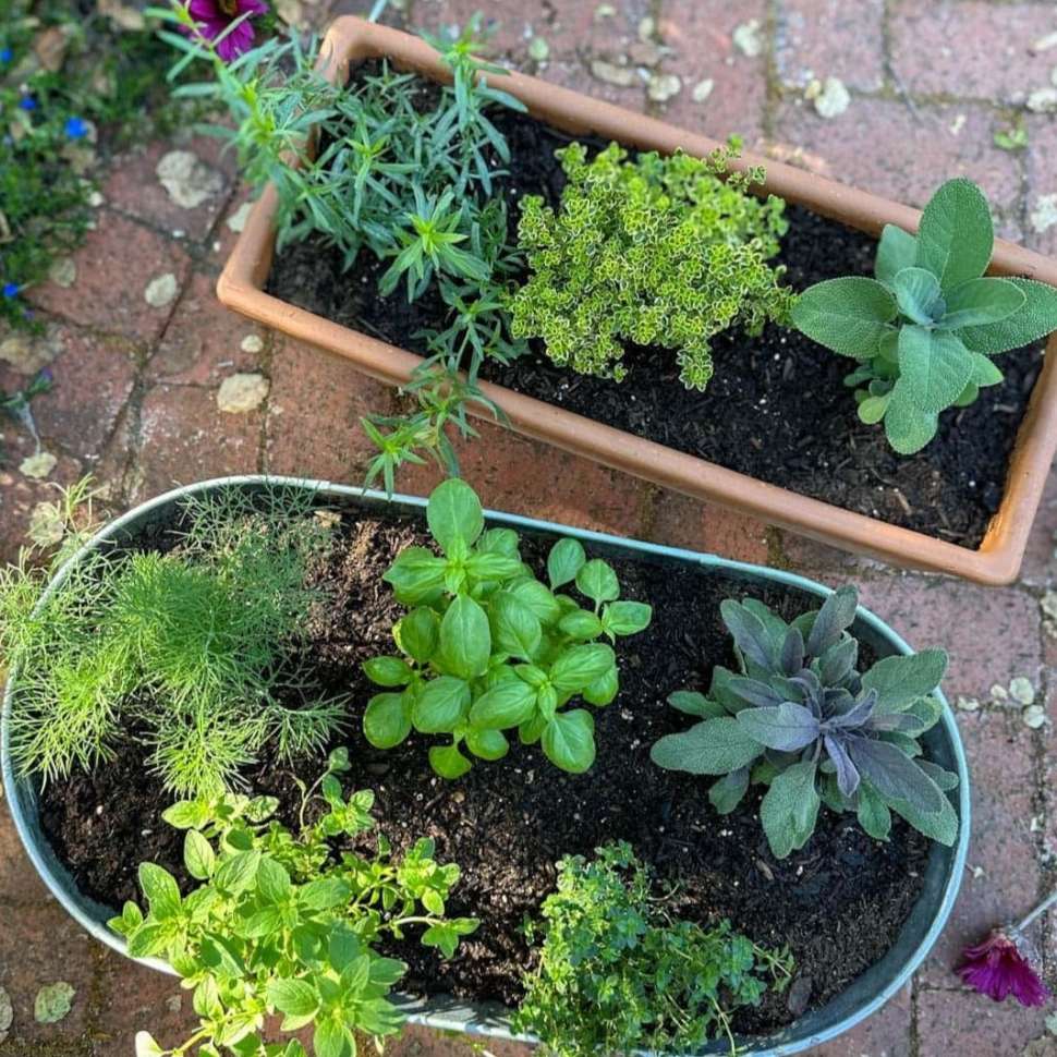 image of herb seedlings in a planter pot