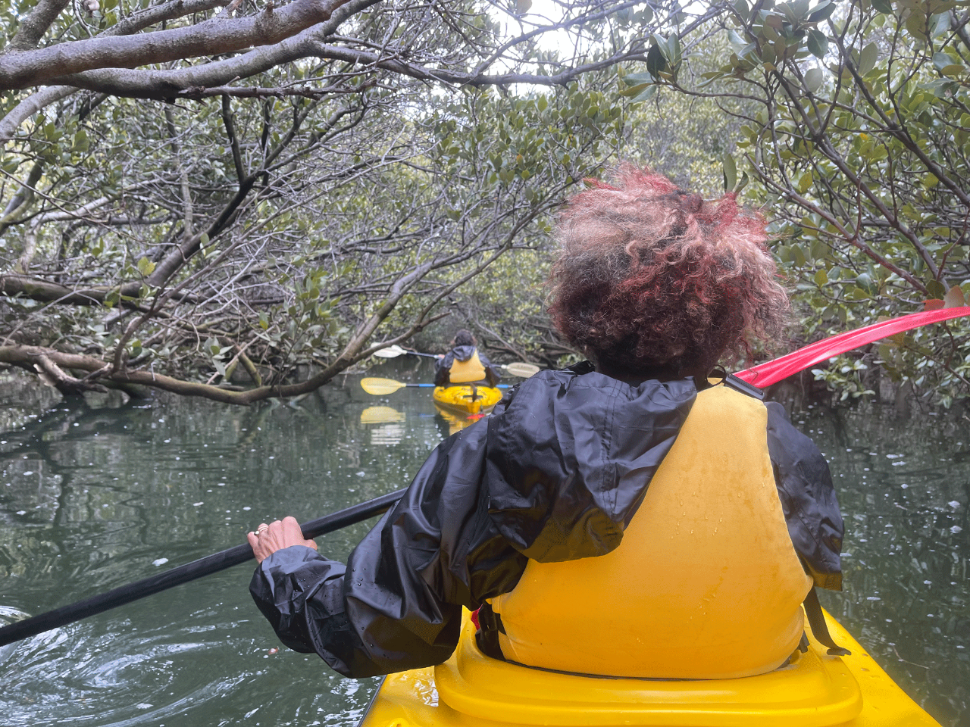 Kaurna-mangrove-forest.png