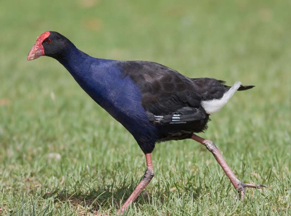 Purple-swamp-hen_-Wikimedia-Commons_JJ-HarrisonSml.jpg