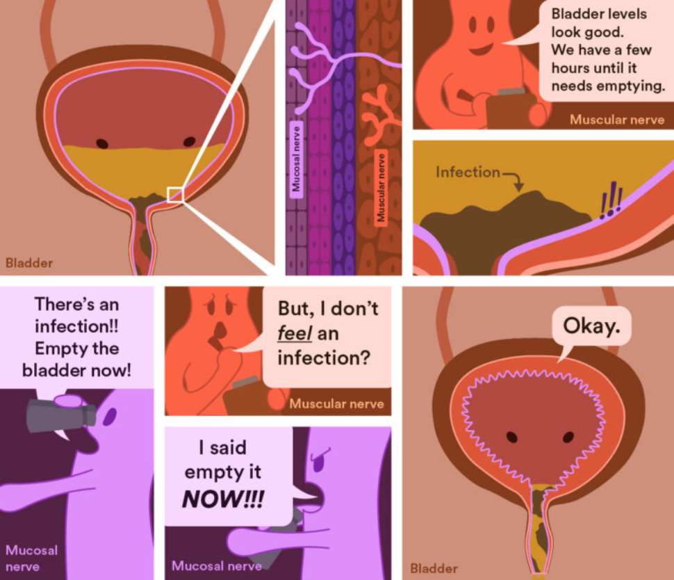 Graphic-for-mucosal-nerve-in-bladder-August-2026-768x661.jpg