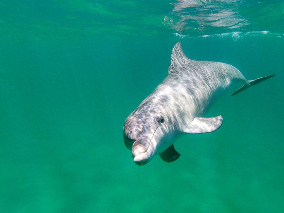 dolphin.jpg