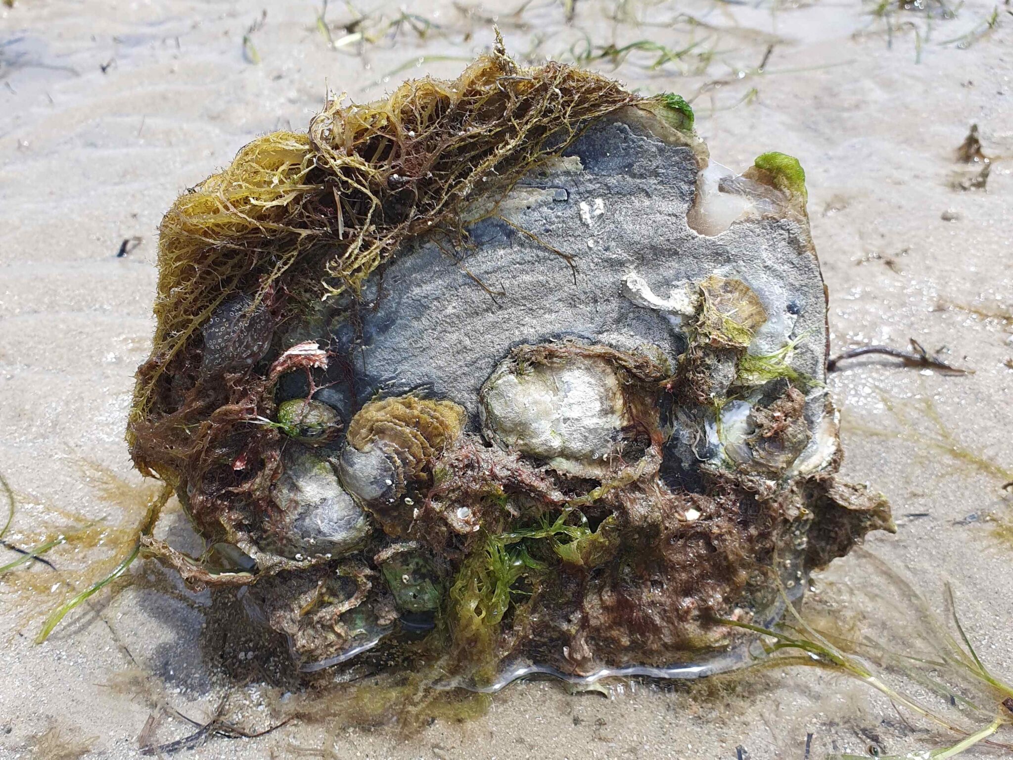 Restoring reefs for shellfish recovery - Flinders University