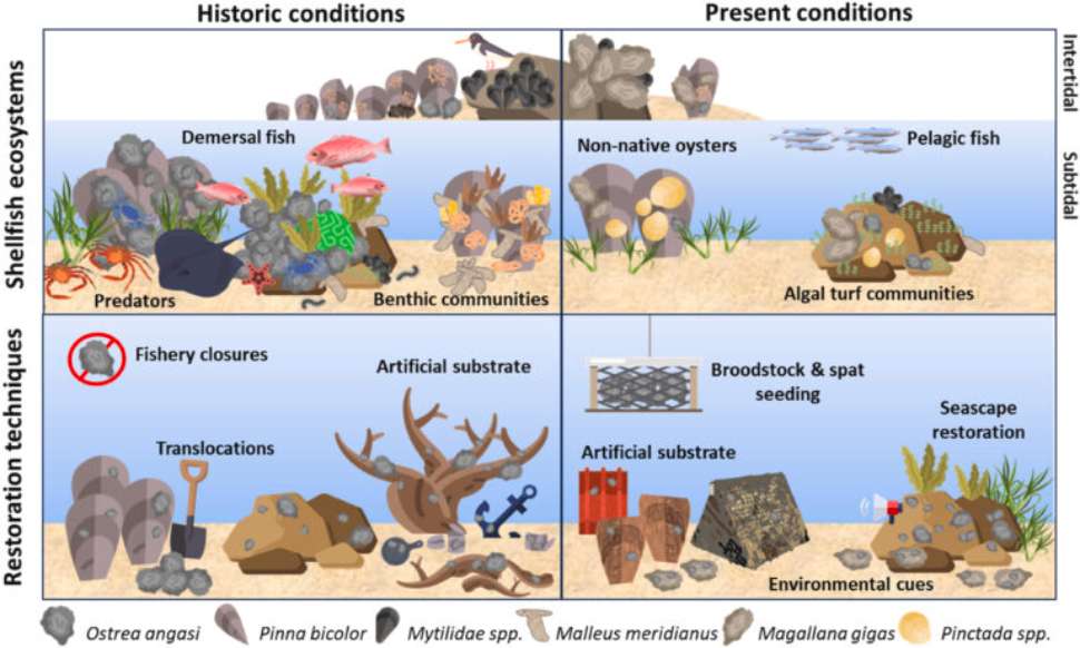 Reef-illustration-768x461.jpg