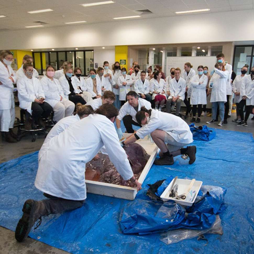 CP_Open Days_Event Sessions_Shark Dissection_1800x1800.jpg