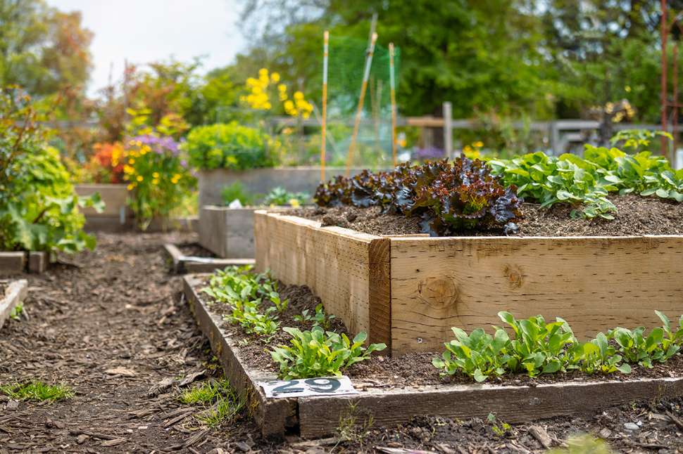 belongingandinclusion _image_community-garden.jpg